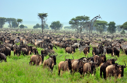 4 days Serengeti migration safari