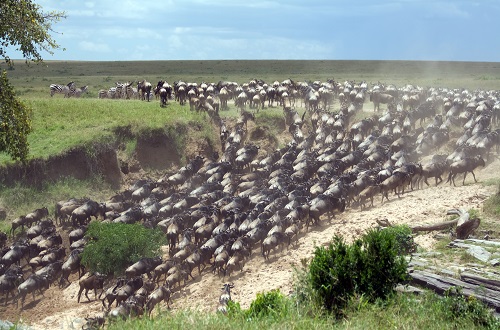 5 days Serengeti wildebeest migration safari
