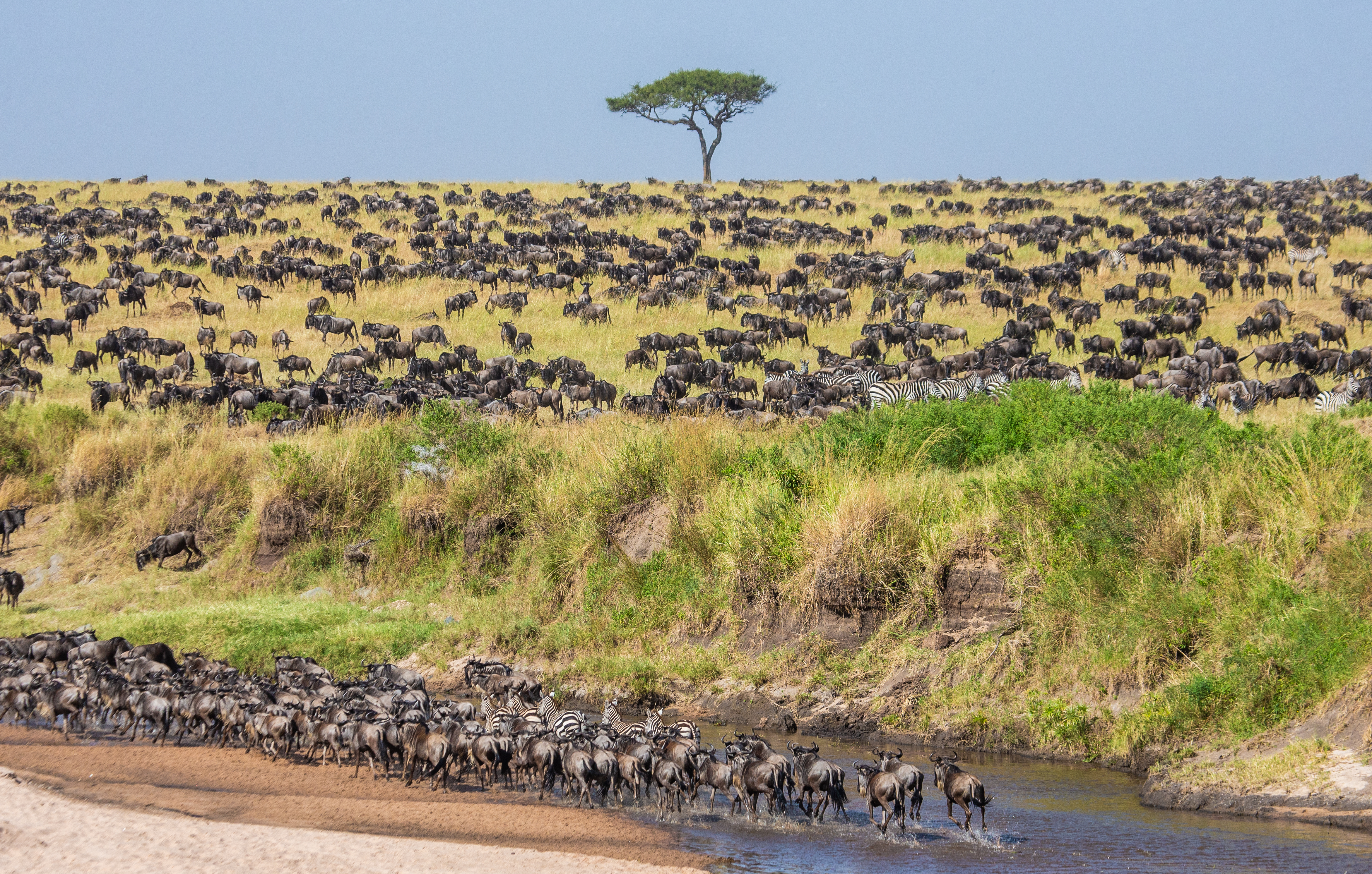 7 days Serengeti wildebeest migration safari