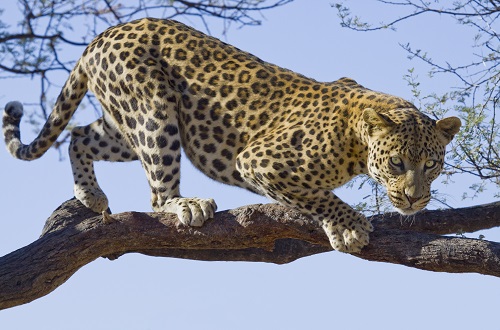 2 days Tanzania big five safari