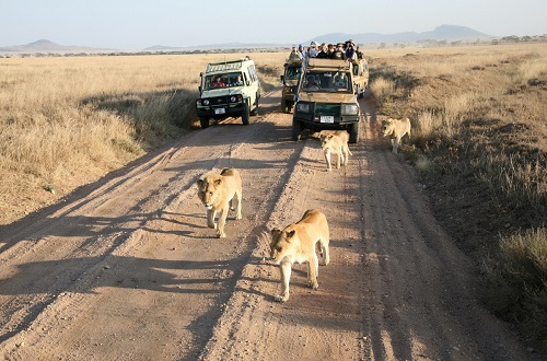 3 days Tanzania big five safari