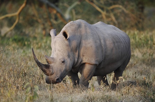 4 days Tanzania big five safari