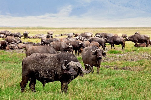 5 day Tanzania big five safari
