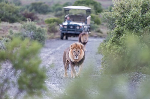 5 days Tanzania Big 5 safari tours in  s