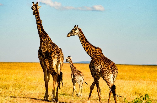 2 days Tanzania budget camping safari