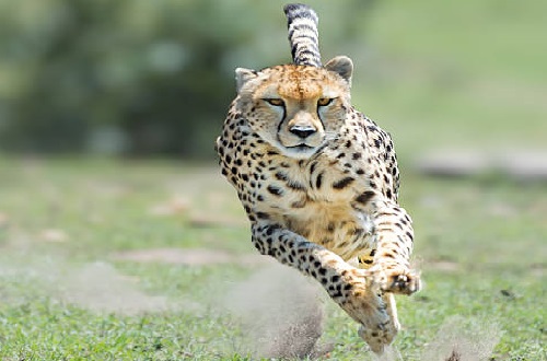 3 days Tanzania budget camping safari