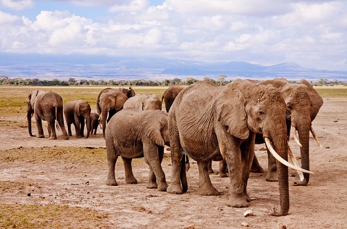 4 days Tanzania budget camping safari