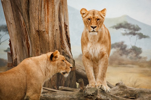 5 day Tanzania budget camping safari