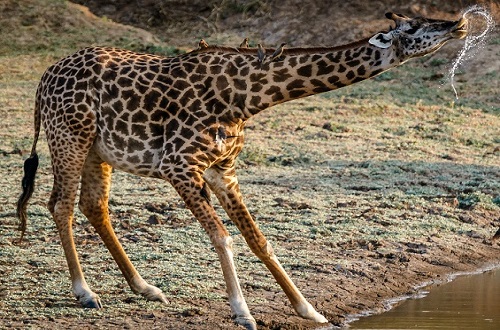 2 days Tanzania budget camping safari  