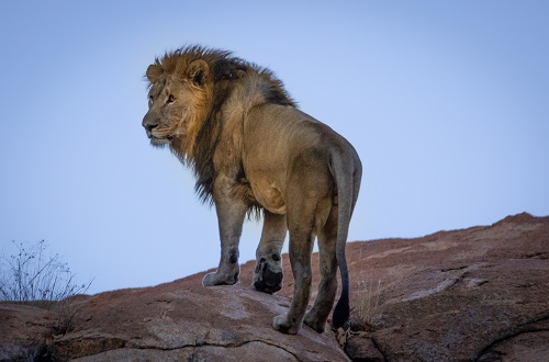 2 days Tanzania budget camping safari  s