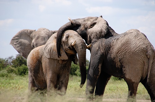 3 days Tanzania safari to Tarangire, Ngorongoro Crater, and Manyara  s