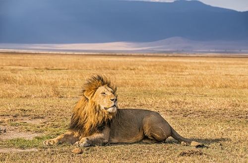 4 days Tanzania private lodge safari