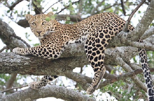 5 day Tanzania private lodge safari