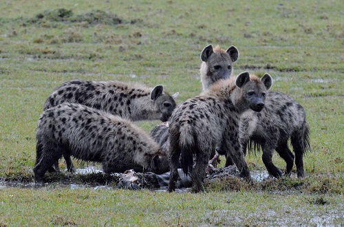 5 days Tanzania private lodge safari  