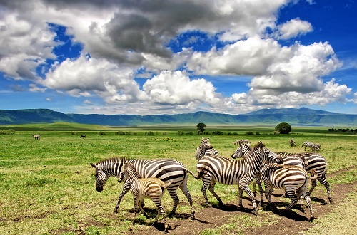 5 days Tanzania private lodge safari  s